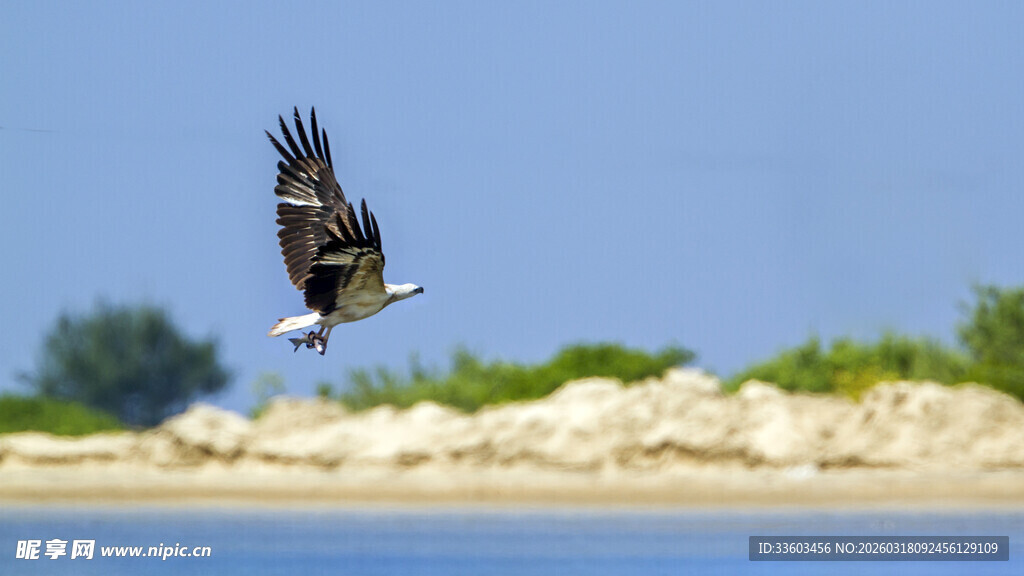 翱翔于蓝天的雄鹰