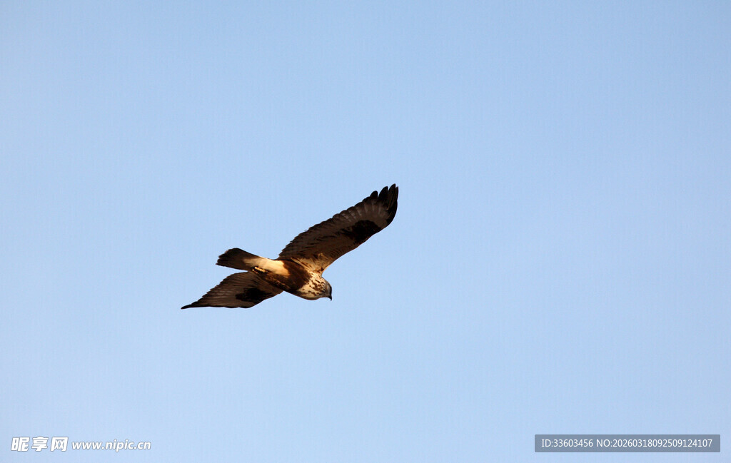 蓝天雄鹰展翅翱翔