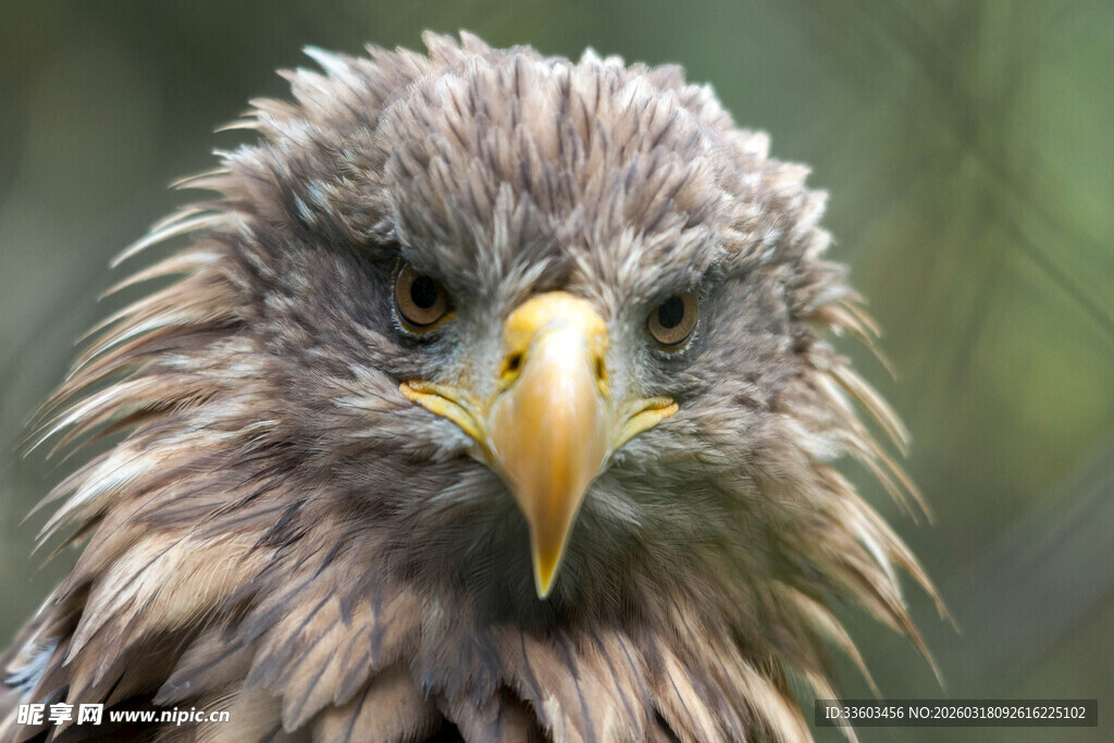 威严老鹰特写