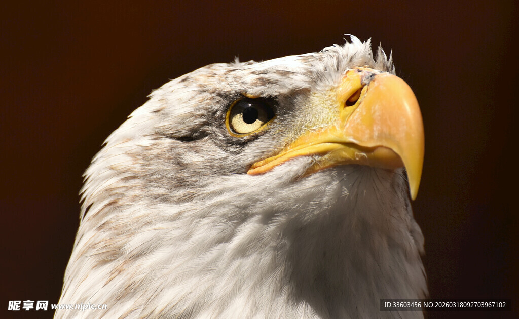 威严白头鹰特写