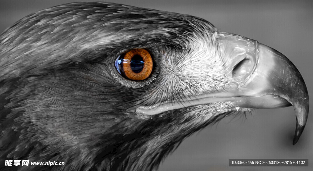 锐利鹰眼的鹰头特写