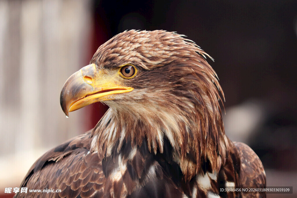 威严老鹰特写