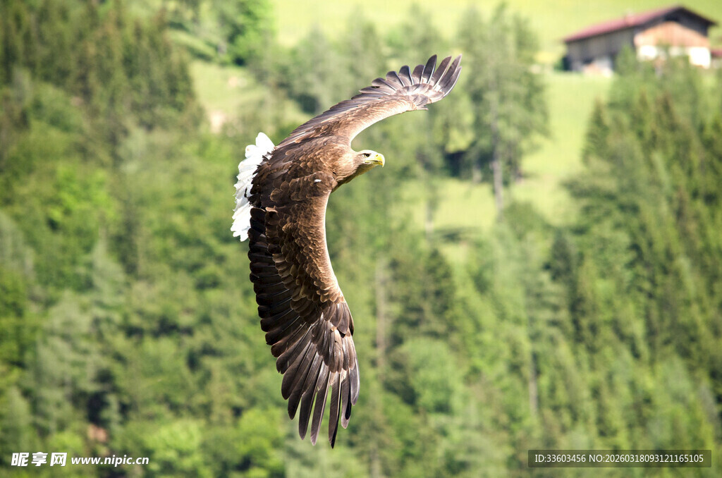 翱翔的雄鹰于翠绿山林间