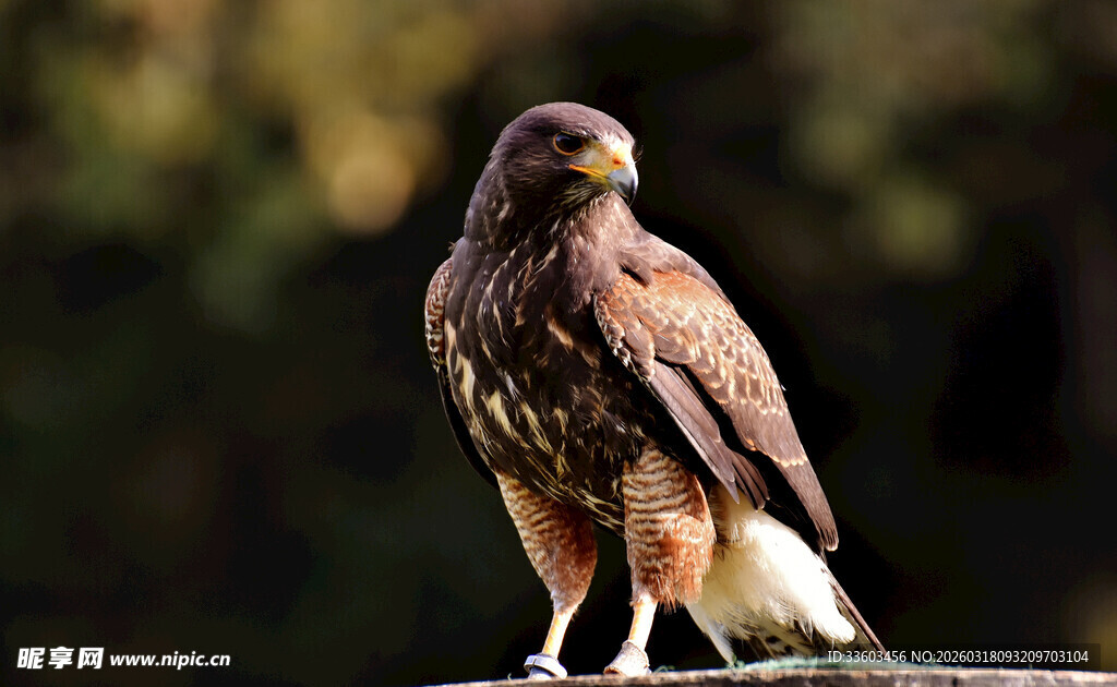 站立枝头的雄鹰