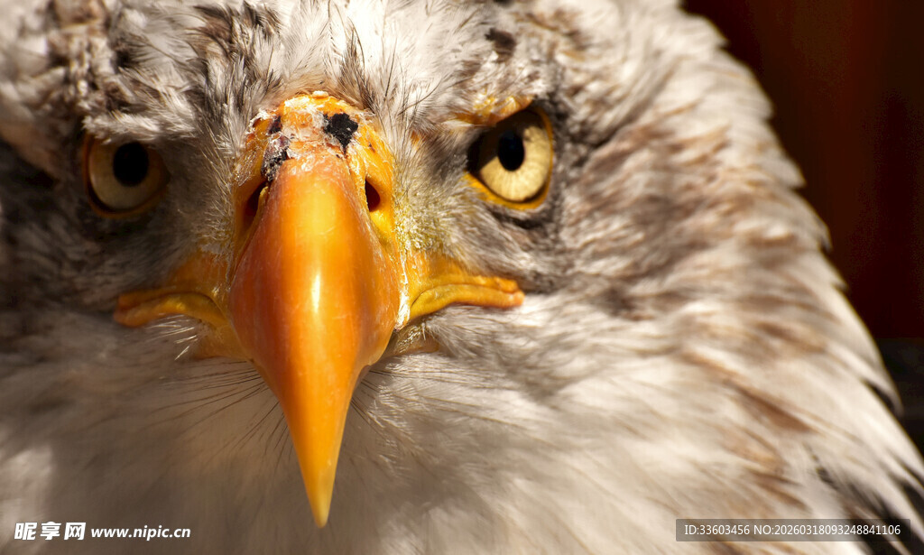 鹰的锐利眼神特写