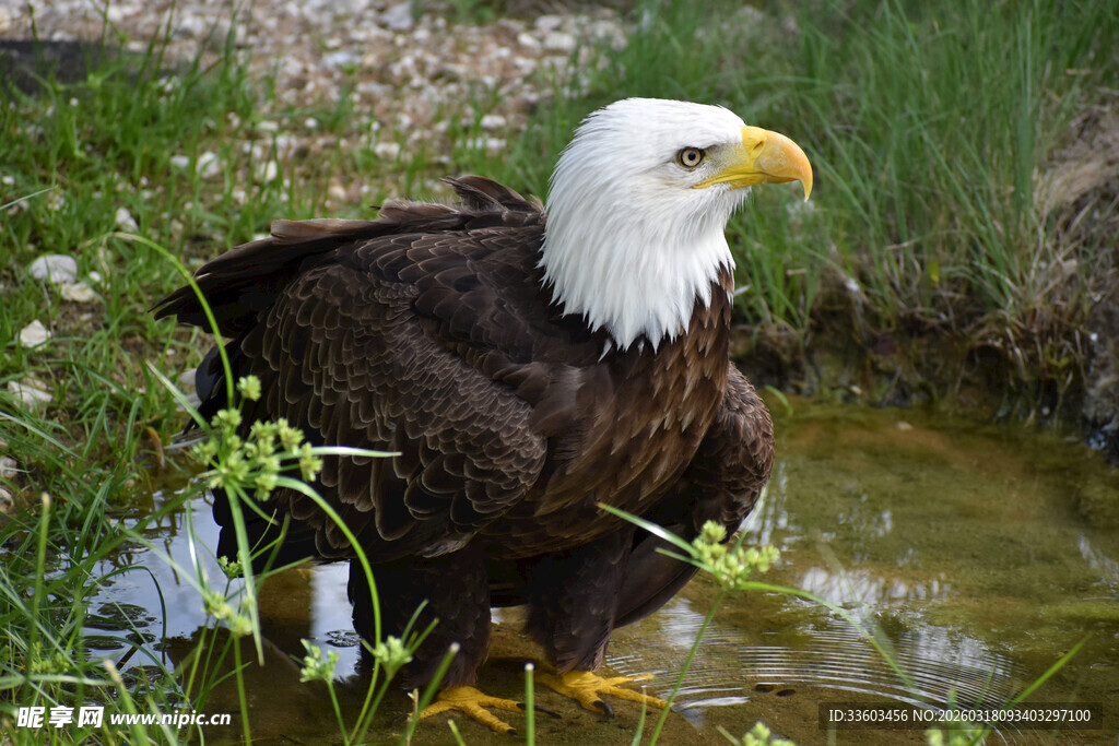 水边站立的白头海雕