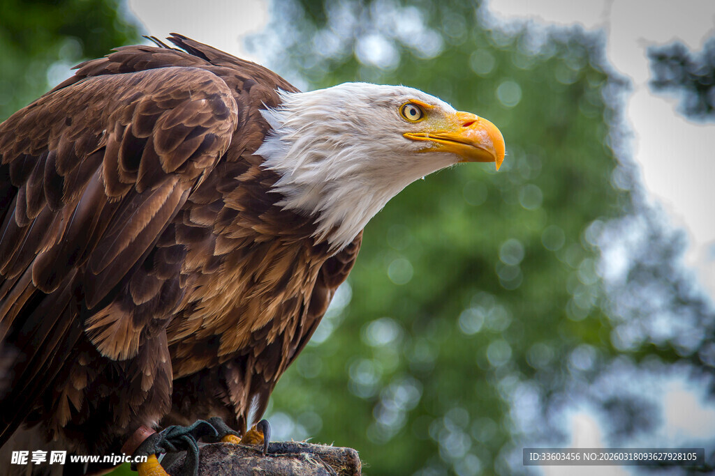 白头鹰特写