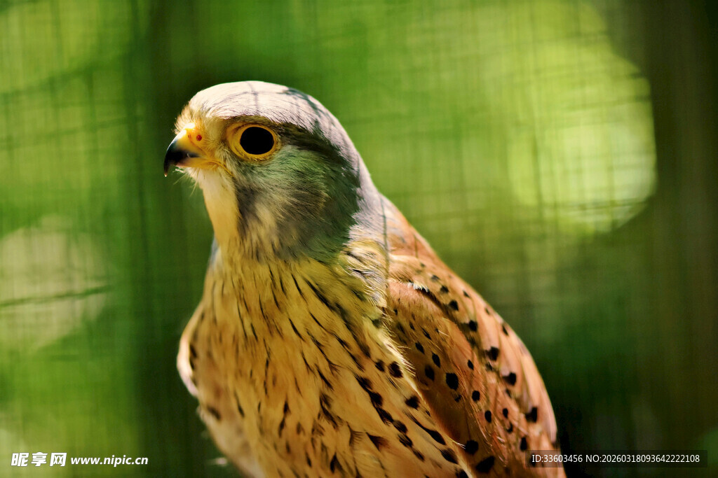 栖息的斑斓雀鸟