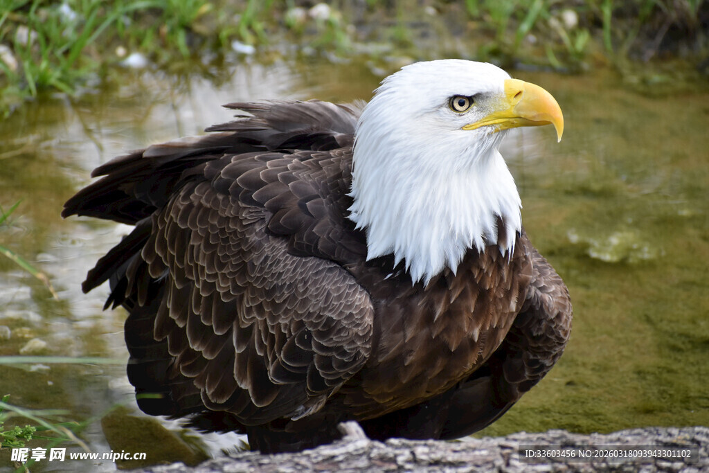 白头海雕栖息于水边