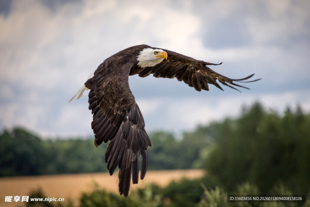 翱翔的白头鹰