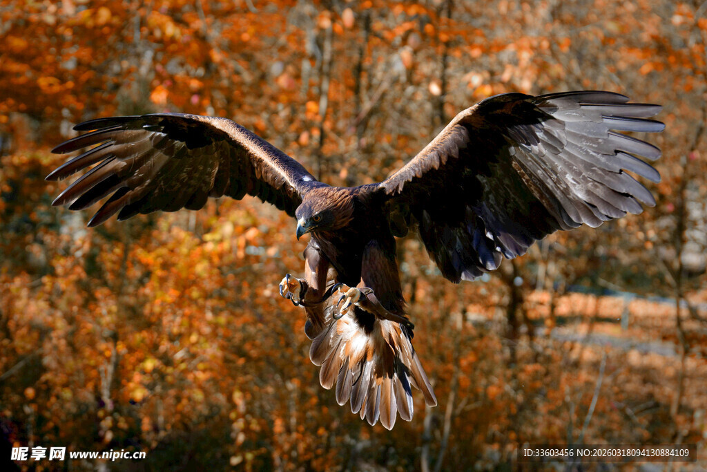 雄鹰展翅于秋日美景中