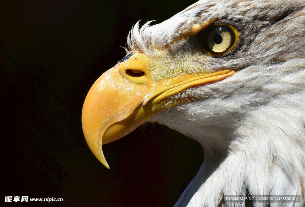 雄鹰特写