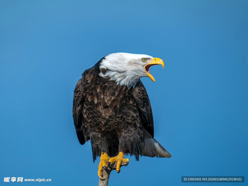 白头海雕展翅鸣叫瞬间