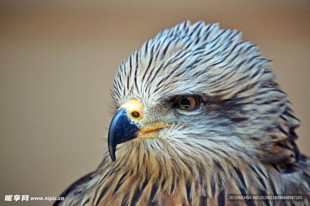 雄鹰特写