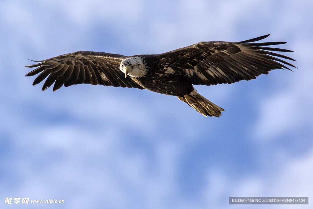 翱翔蓝天的雄鹰
