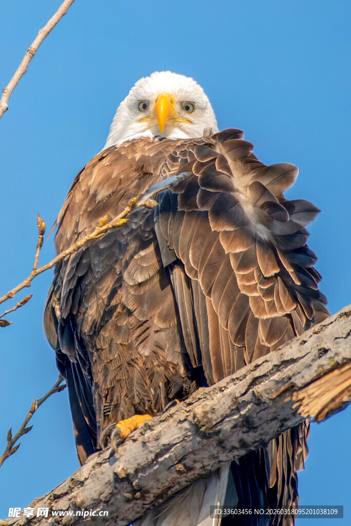 栖息枝头的威严白头鹰