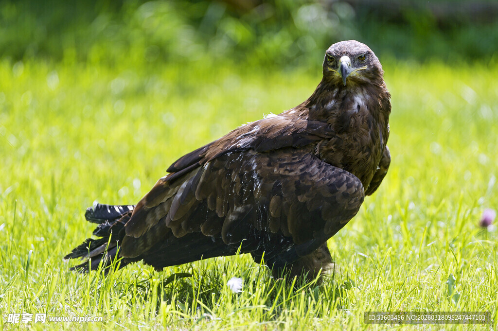 草地上的黑羽雄鹰