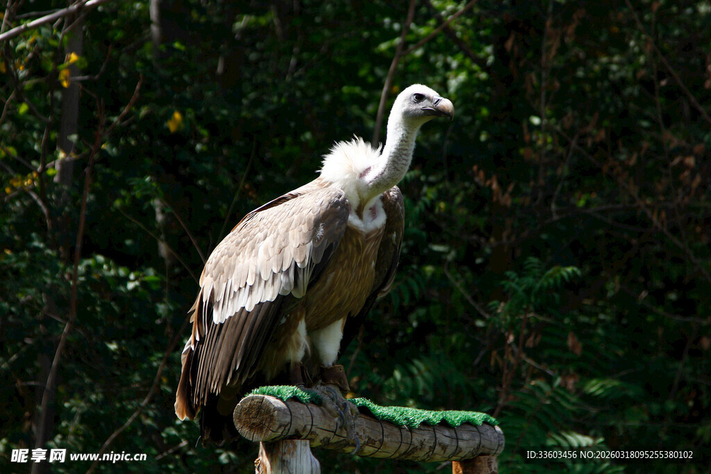 秃鹫与鳄鱼同框画面