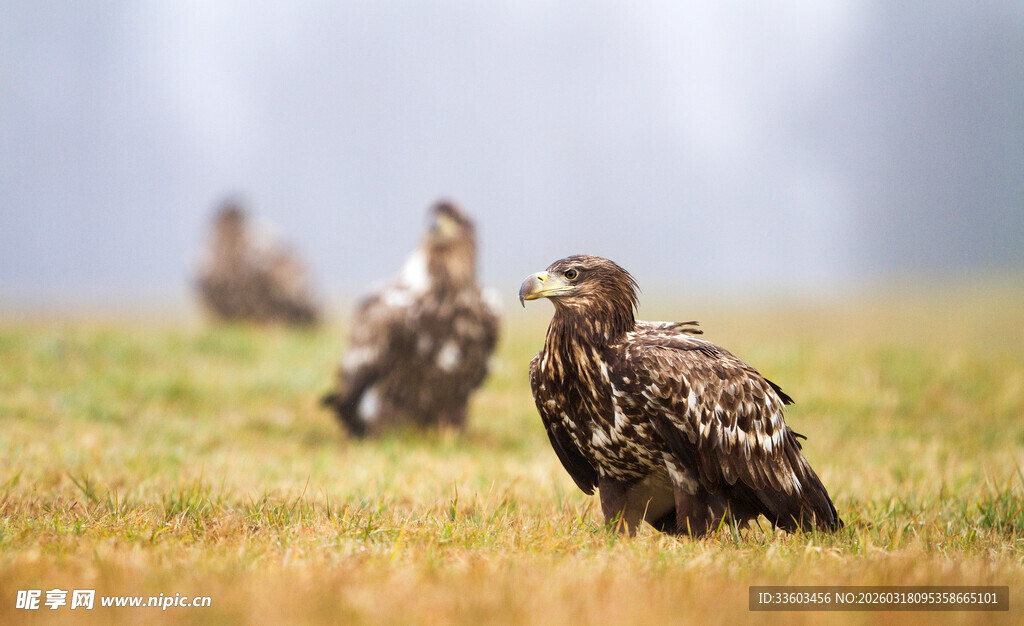 草原上的雄鹰