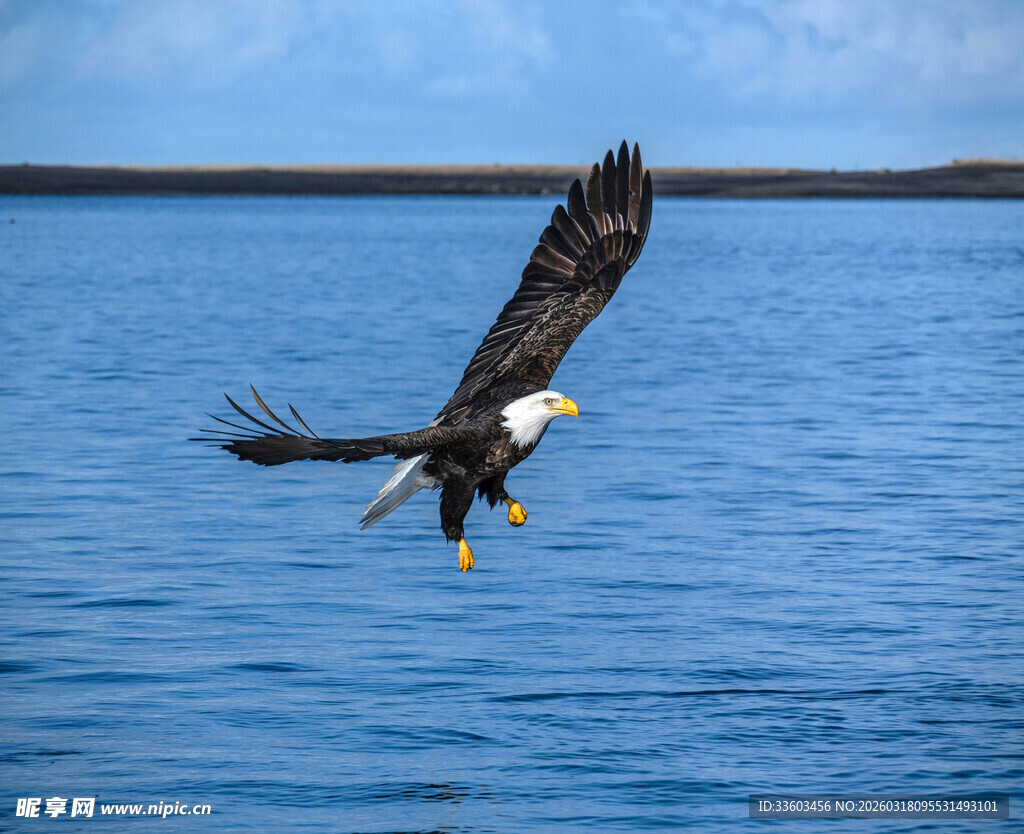 翱翔于海面的白头海雕