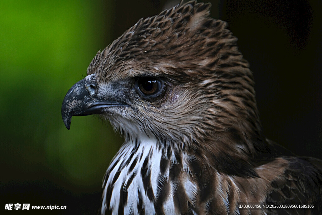 鹰的特写