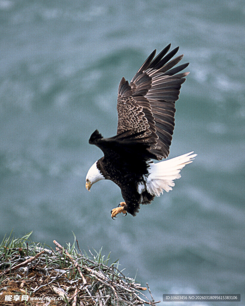 白头海雕展翅于巢穴边