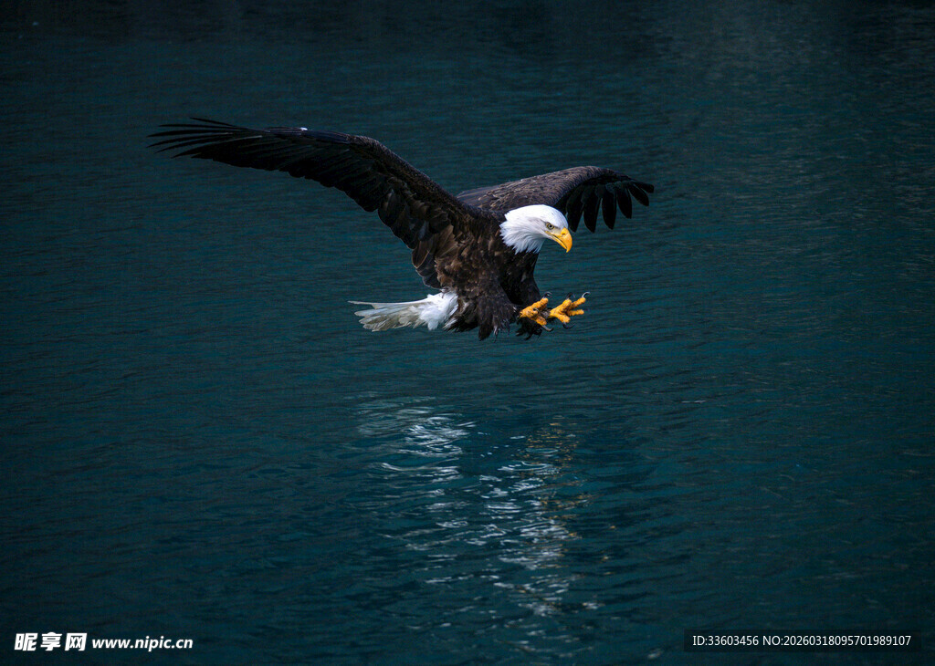 翱翔的白头鹰捕食瞬间