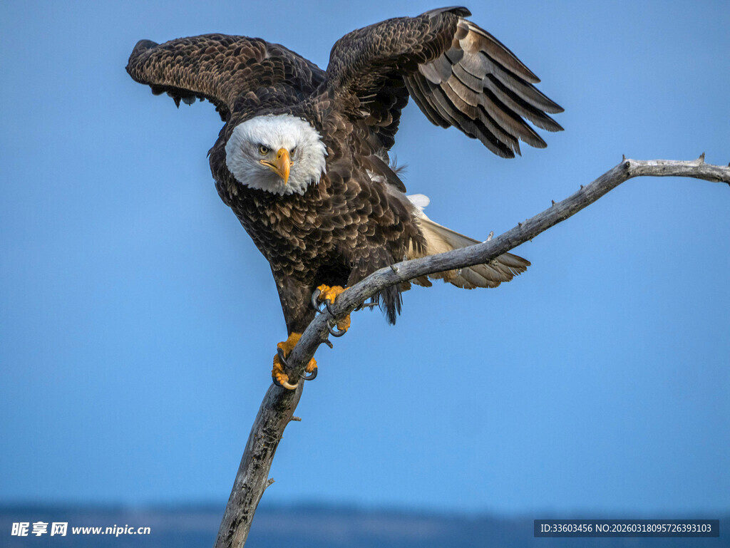 枝头展翅的雄鹰