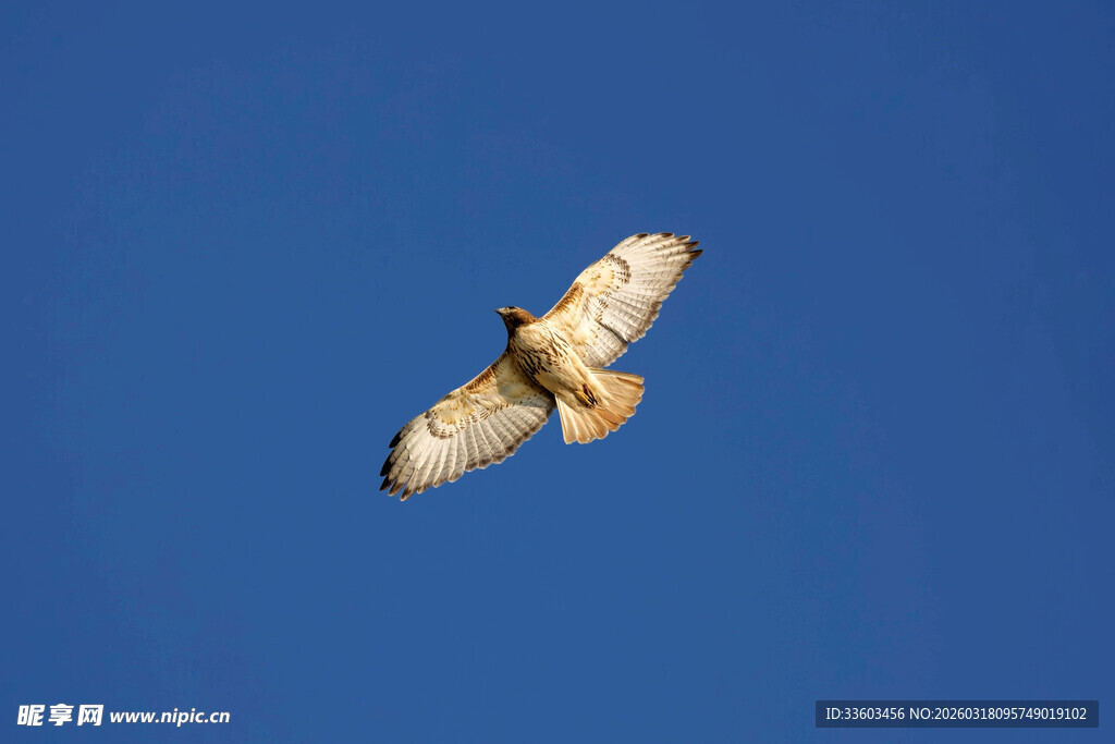 翱翔蓝天的飞鸟