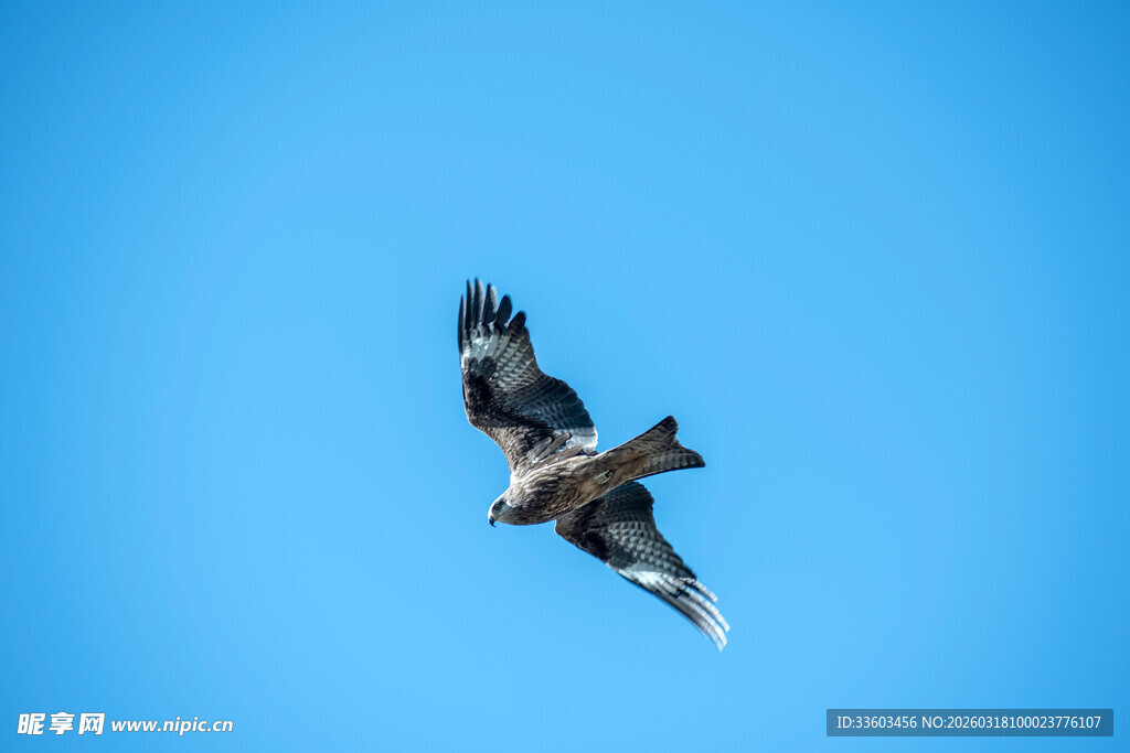 翱翔蓝天的飞鸟