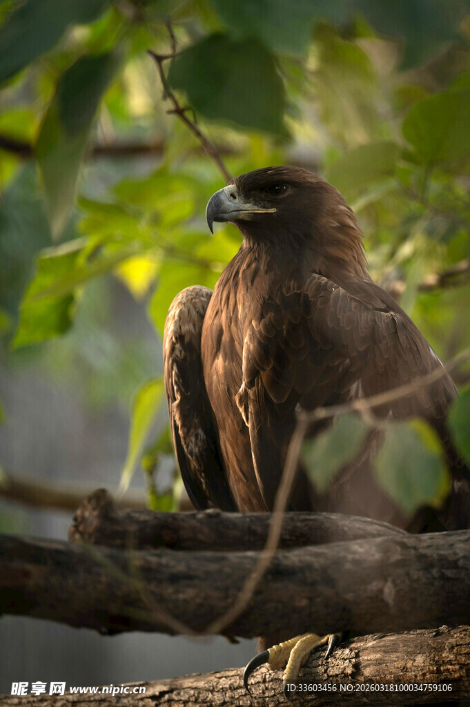 枝头雄鹰