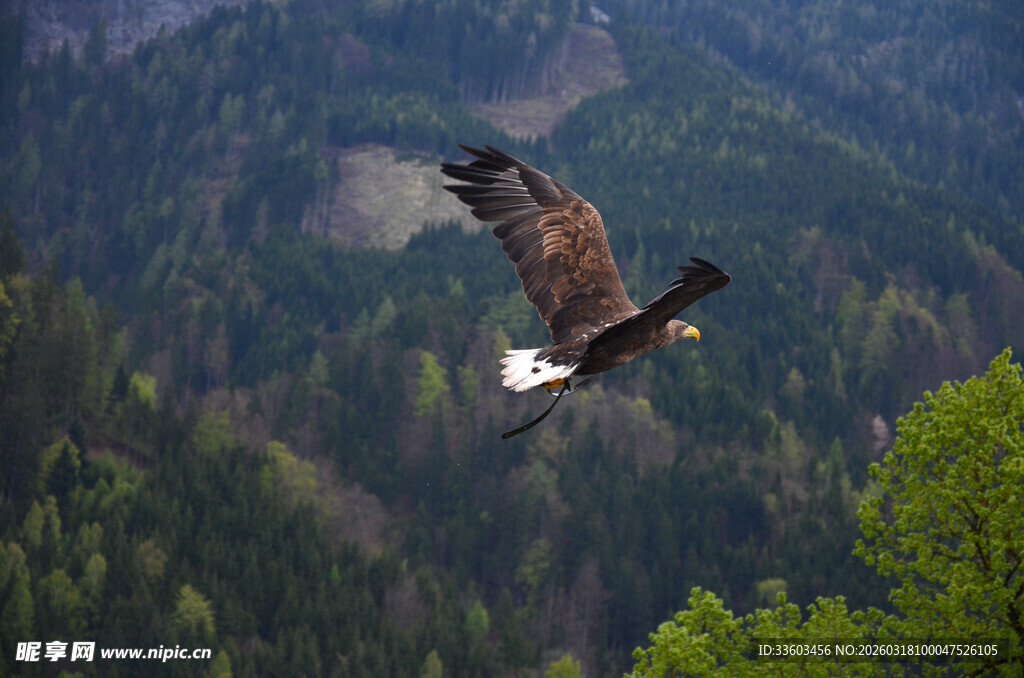 翱翔山间的雄鹰