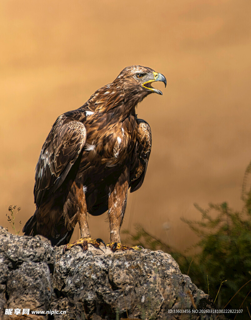 岩石上的雄鹰