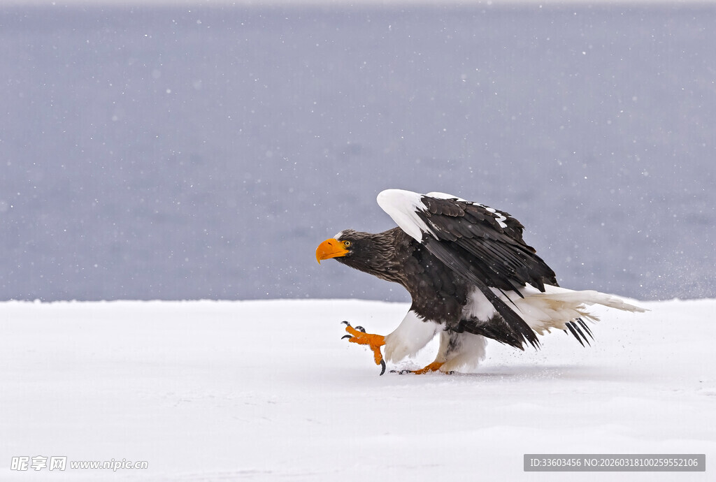 海雕雪地中展翅欲飞