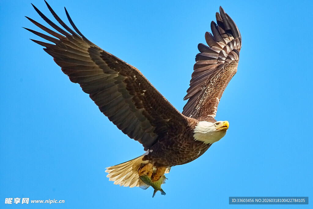 翱翔蓝天的雄鹰