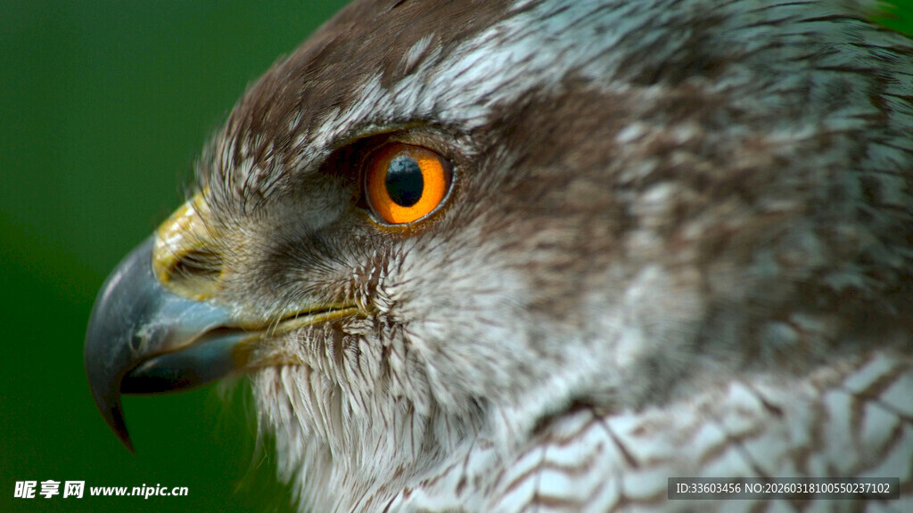 锐利眼神的鹰特写