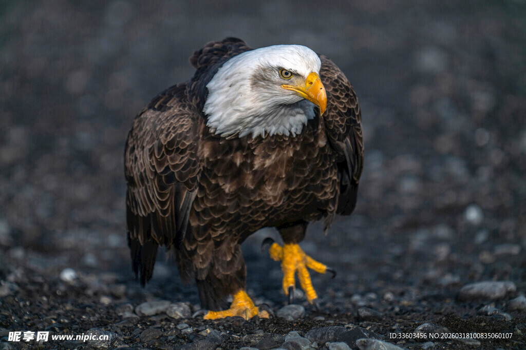 站立的白头海雕