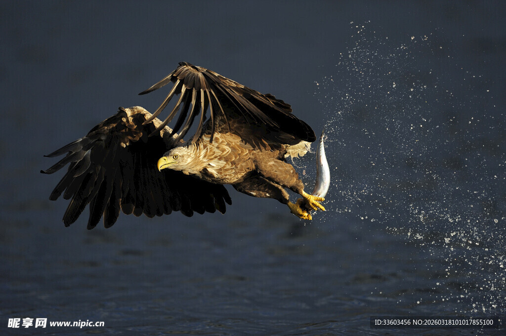 雄鹰展翅捕食瞬间