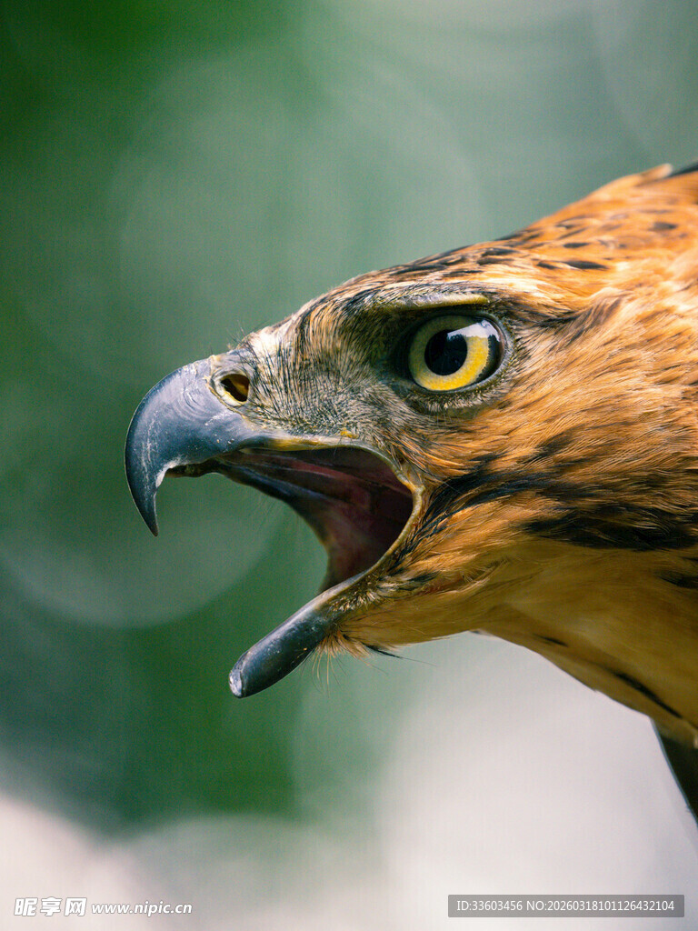 鹰的特写