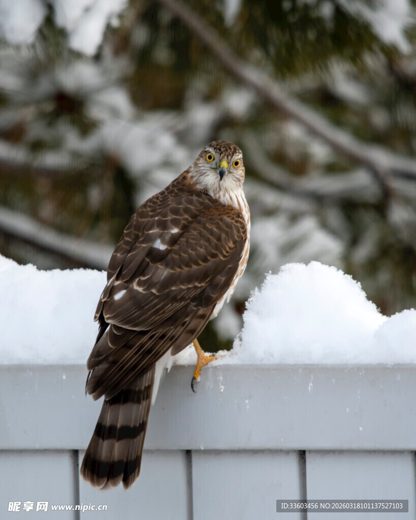 雪上栖息的矫健猛禽