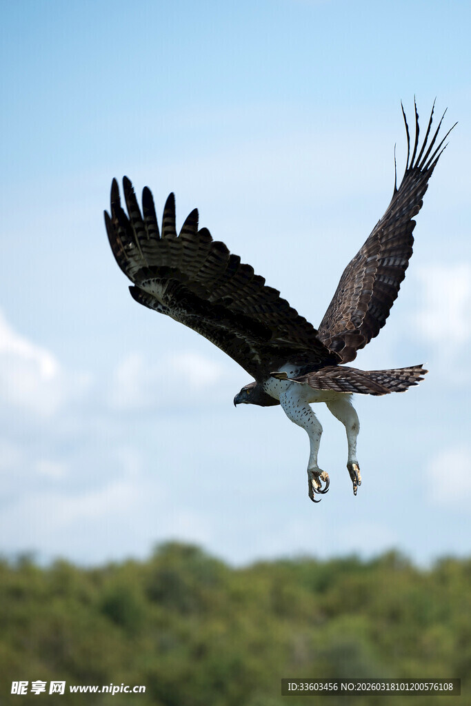 雄鹰展翅翱翔于天际