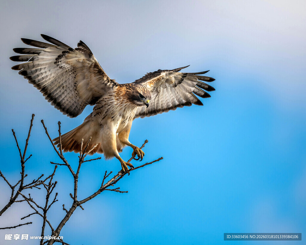 雄鹰枝头展翅蓝天翱翔