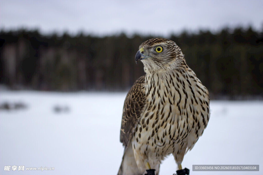 雪地中的猎鹰