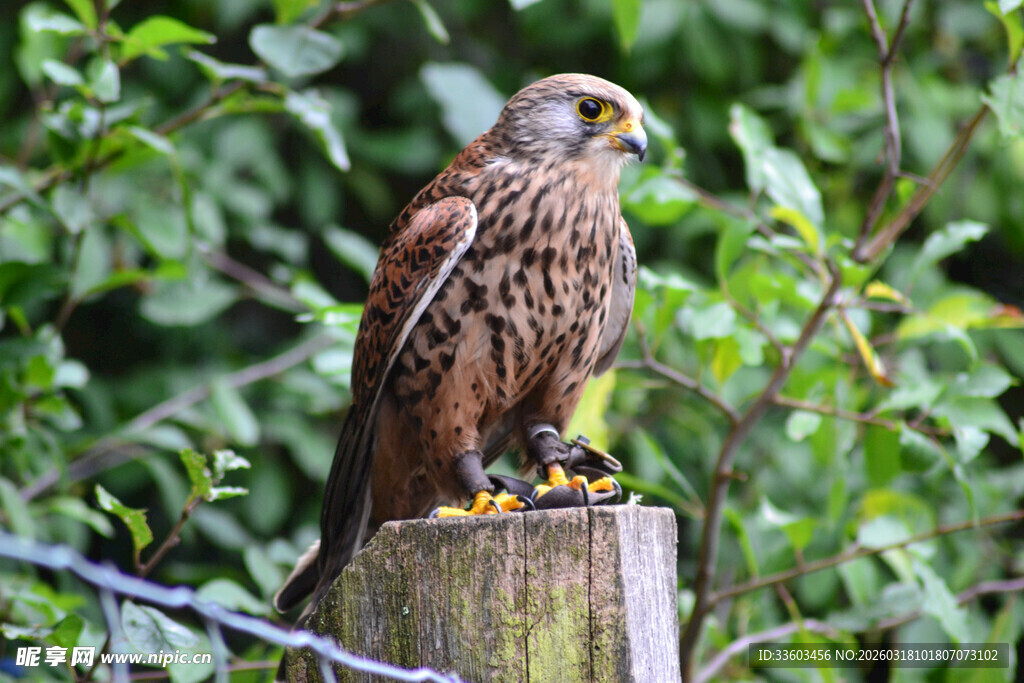 站在木桩上的棕色猛禽