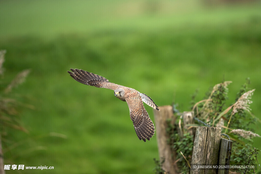 飞鸟掠过绿意盎然的围栏