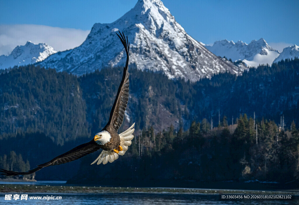 翱翔于雪山湖畔的雄鹰