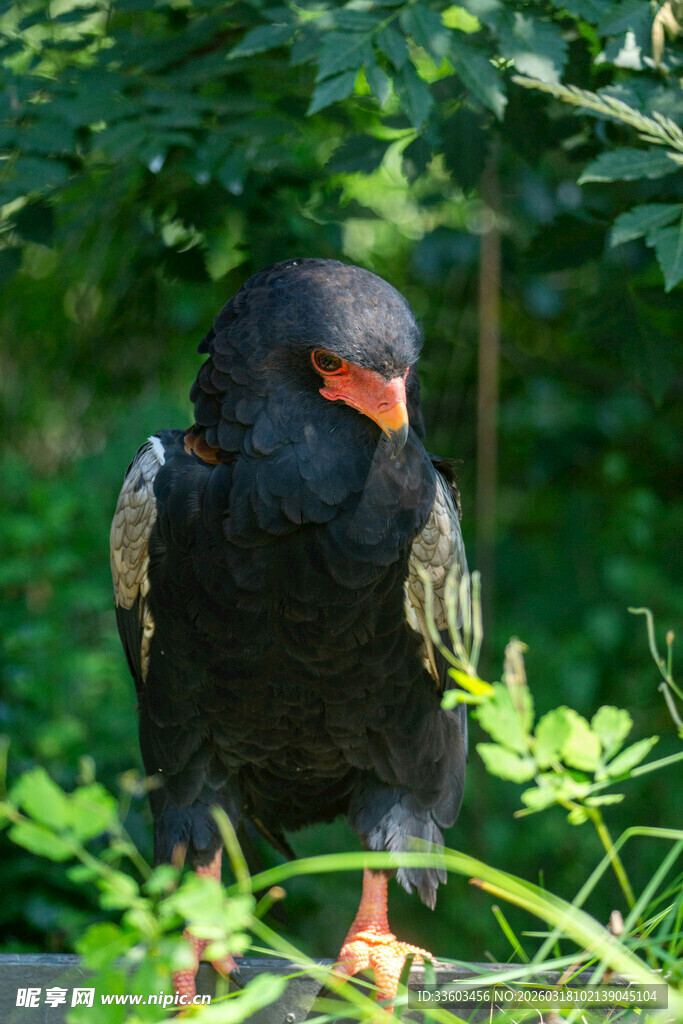 黑羽红喙猛禽栖息绿植间