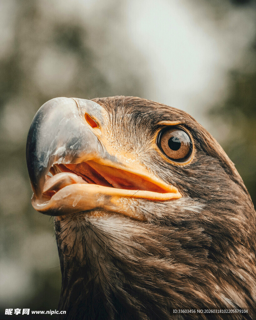 雄鹰特写