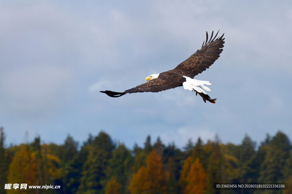 翱翔的雄鹰于秋日森林上空