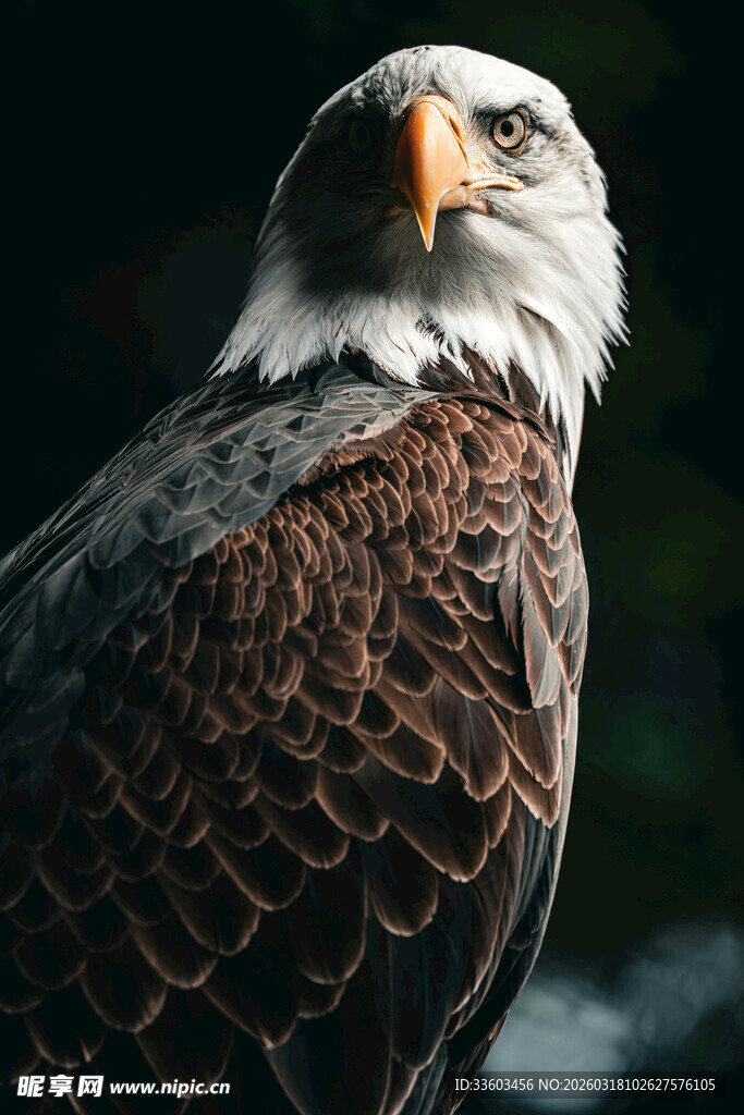 威严白头鹰特写